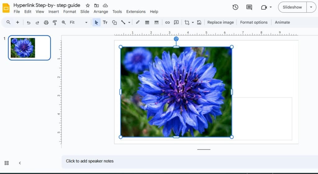 A screenshot of a Google Slides presentation with a blue cornflower image selected and ready to be hyperlinked.